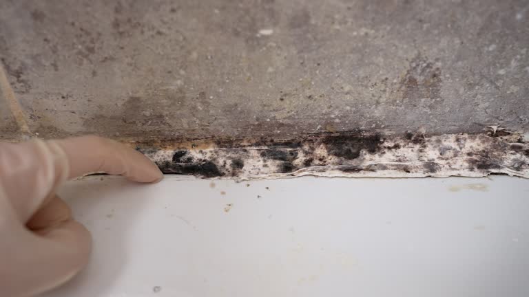 Best Environmental Consulting for Mold Prevention  in South Greensburg, PA